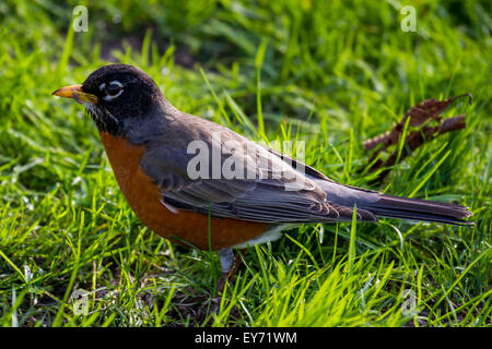 Ein Rotkehlchen auf der Wiese in einem Park in Seattle Stockfoto