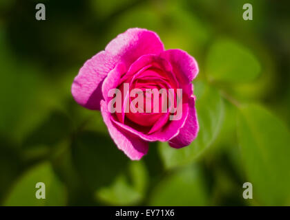 Rose mit Pflanzen im Hintergrund unscharf Stockfoto