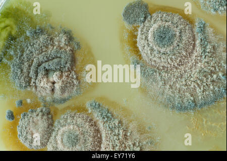 Interessante Muster an Grenzen zwischen Pin Schimmelpilze und die tiefgrüne türkis blaue Farbe der Sporen in penicillium Stockfoto