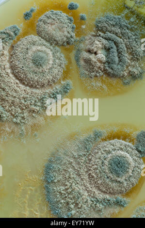 Interessante Muster an Grenzen zwischen Pin Schimmelpilze und die tiefgrüne türkis blaue Farbe der Sporen in penicillium Stockfoto