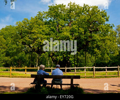 Touristen, die gerne an der großen Eiche Baum Quercus Robur in Sherwood Forest Nottinghamshire England Großbritannien, die etwa 1000 Jahre alt ist Stockfoto