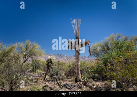 Wüstenlandschaft mit einem Toten Saguaro-Kaktus-Skelett im Saguaro National Park in der Nähe von Tucson, Arizona, USA. Stockfoto