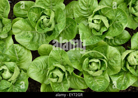 Kleines Juwel Römersalat in einem Garten. Ansicht von oben. Kleine Salate in einer Zeile in einem Garten wachsen. Bio-Gärtnerei. Stockfoto