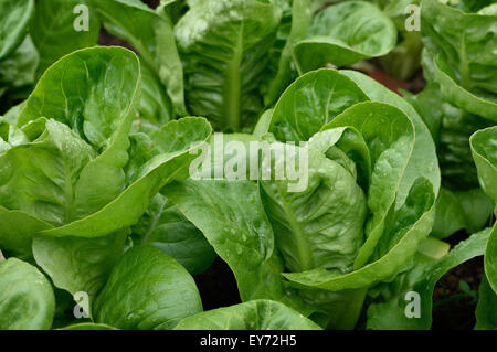 Nahaufnahme von Little Gem Römersalat in einem Garten. Kleine Salate in einer Zeile in einem Garten wachsen. Bio-Gärtnerei. Stockfoto