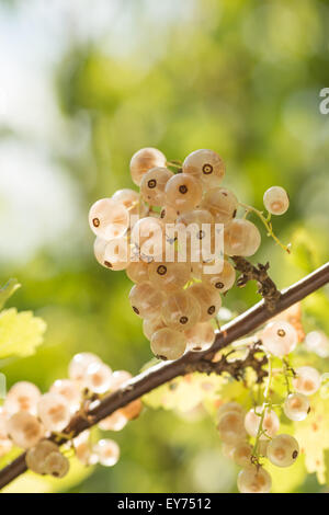 saftige saftige Reife weiße Johannisbeeren Ribes Rubrum ein Albino Sorte Obst Stockfoto