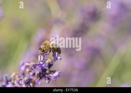 Versteckt zwischen den Massen der kleine Röschen der Lila Lavendel Blumen beschäftigt sammeln Pollen Kopf zuerst Honigbiene Stockfoto