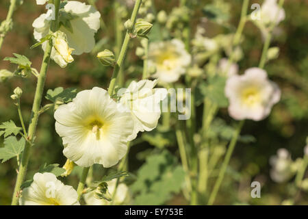 Old fashioned Freude eine Masse von hellen blass Zitrone gefärbt Stockrose Blumen Blüte n voll Sonnenschein Stockfoto