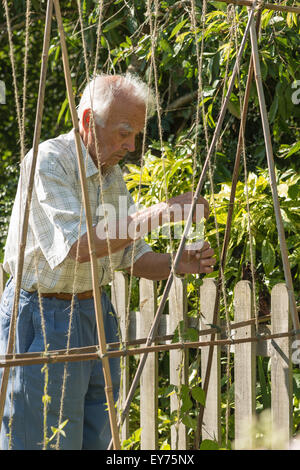 geben einer helfende Hand, die wachsenden Spitzen Runner Bean Pflanzen die Rebe-Zeichenfolge zu trainieren eine gute Hand-Auge Koordination Aktivität Stockfoto