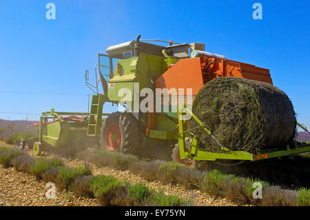 Lavendel Ernte im Juli am Plateau de Valensole. Alpes-de-Haute-Provence. Valensole, Frankreich. Stockfoto