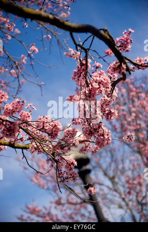 California Blüten; California Domaine Carneros Weingut Kirschblüte; Japanische Kirschblüte Stockfoto