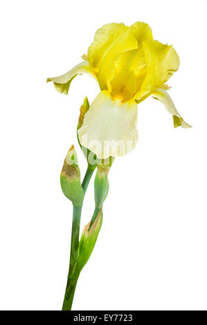 die gelbe Iris isoliert auf weißem Hintergrund Stockfoto