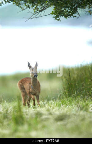 Reh (Capreolus Capreolus) stehen unter einem Baum in Grünland Wiese Stockfoto