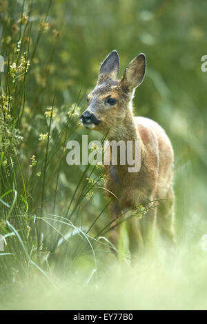 Reh (Capreolus Capreolus) im Grünland Wiese Stockfoto