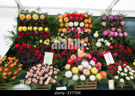 Knutsford, UK. 23. Juli, 2015.Dahlias auf dem Display an RHS Flower Show Tatton Park, die für den öffentlichen Kredit geöffnet: Keith Larby/Alamy Live News Stockfoto