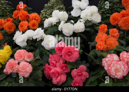 Knutsford, UK. 23. Juli, 2015.Begonias auf dem Display an RHS Flower Show Tatton Park, die für den öffentlichen Kredit geöffnet: Keith Larby/Alamy Live News Stockfoto