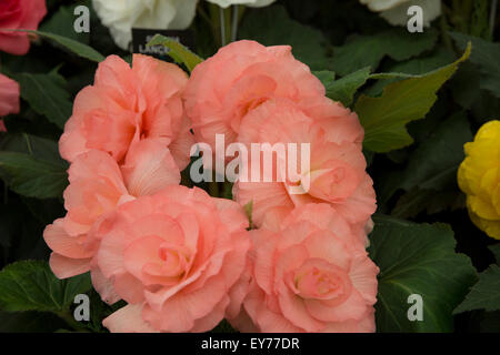 Knutsford, UK. 23. Juli, 2015.Begonias auf dem Display an RHS Flower Show Tatton Park, die für den öffentlichen Kredit geöffnet: Keith Larby/Alamy Live News Stockfoto