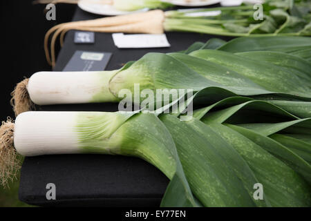 Knutsford, UK. 23. Juli, 2015.Prize Lauch auf dem Display an RHS Flower Show Tatton Park eröffnet, die öffentliche Anerkennung zu gewinnen: Keith Larby/Alamy Live News Stockfoto