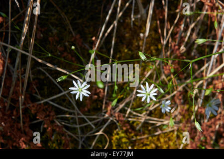 Stellaria graminea Stockfoto