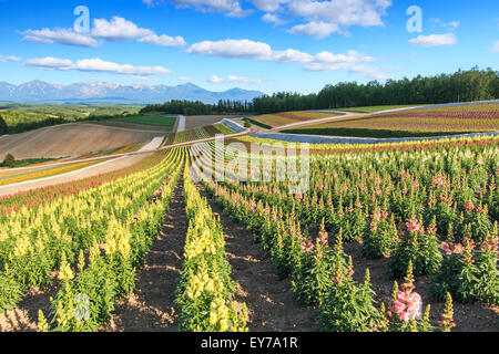 Blumengarten in Kamifurano, mit Blick auf die Berge in Furano, Hokkaido, Japan Stockfoto