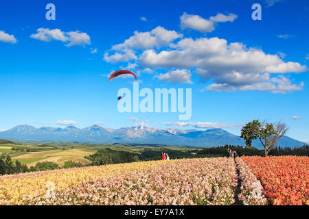 Furano, Japan - Juli 8,2015: Blumengarten in Kamifurano, Hokkaido, mit Blick auf die Berge. Hintergrund auf dem Gleitschirm und viele tour Stockfoto