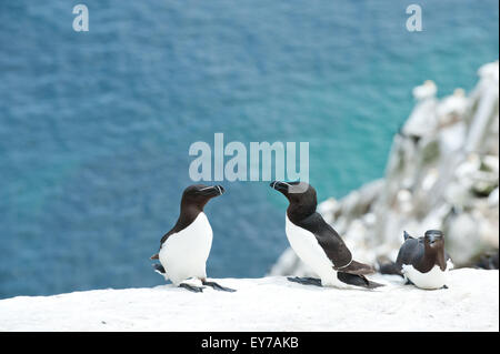 Tordalken (Alca Torda) auf Great Saltee Island in Wexford, Irland. Stockfoto