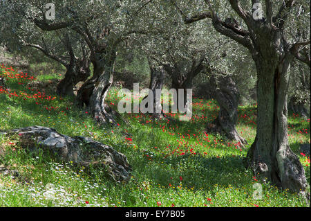 Olive Grove im Frühling am Pilion Halbinsel, Thessalien, Griechenland Stockfoto