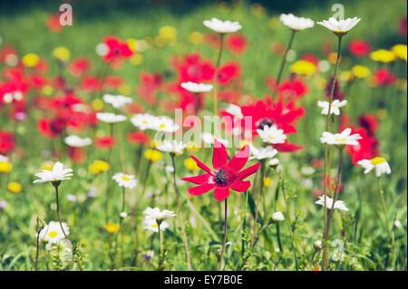 Wilde Anemonen und Kamille im Bereich der Wildblumen auf Pilion Halbinsel, Thessalien, Griechenland Stockfoto