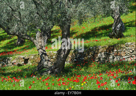 Mohn Anemonen (Anemone Coronaria) in Olivenhain auf Pilion Halbinsel, Thessalien, Griechenland Stockfoto