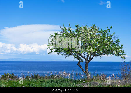 Wildbirne-Baum - Pyrus Pyraster - in voller Blüte an der ägäischen Küste Griechenlands Stockfoto