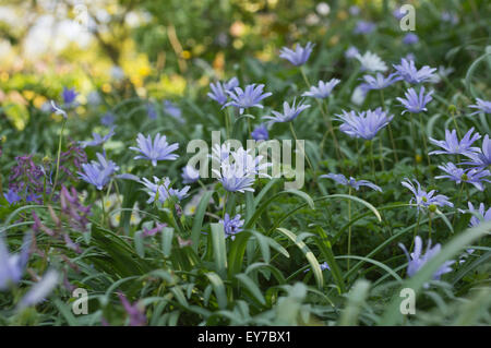 Blaue Anemonen im Frühjahr Stockfoto