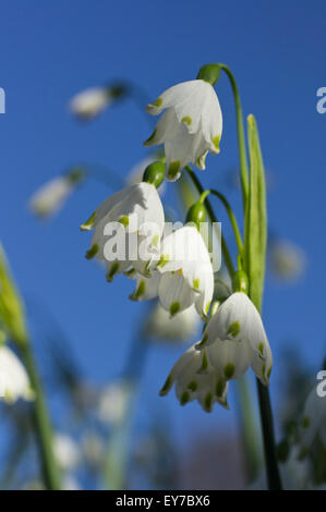 Frühling-Schneeflocke mit blauem Himmel Stockfoto