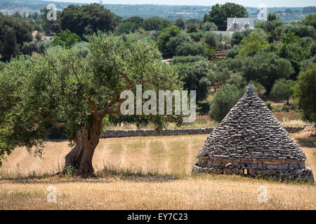 Olivenbäume und Trulli von Alberobello und Locorotondo, in das Itria-Tal, Apulien, Italien. Stockfoto