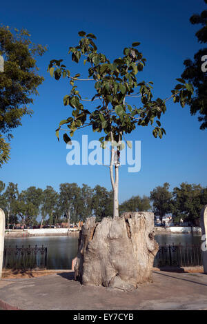 Junger Baum wächst aus den Toten Stumpf eines alten Baumes in Khajuraho, Madhya Pradesh, Indien Stockfoto