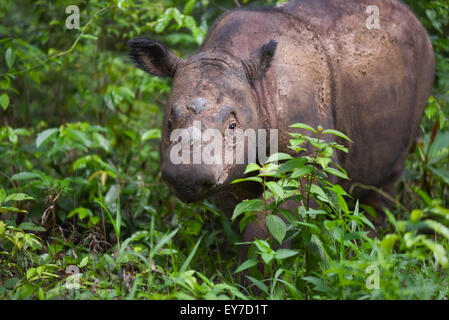 Junge Sumatranashorn. Stockfoto