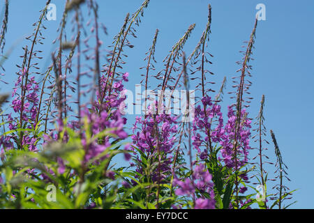 /Rosebay Weidenröschen Epilobium angustifolium Kolonie auf der Straße gegen die sommerlich blauen Himmel. Die jungen Blätter können Essen gekocht werden. Stockfoto