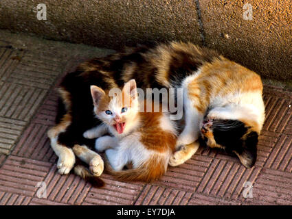 Katze Stockfoto