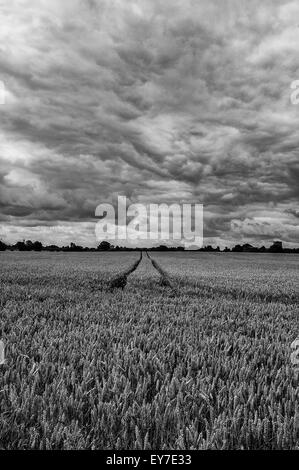 Juli 2015 Wolken über Mais-Feld Stockfoto