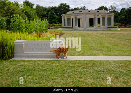 Eine Ingwertee Katze sieht in der 1939-1945 Memorial auf die fehlende / Brookwood Memorial im Commonwealth Soldatenfriedhof England Stockfoto