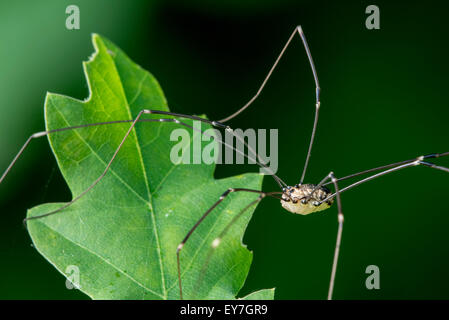 Weibliche Leiobunum Rotundum, Harvestman auf Blatt im Busch Stockfoto