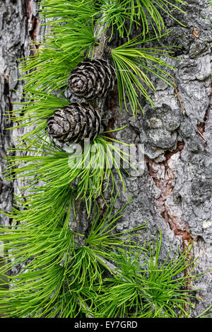 Europäische Lärche (Larix Decidua) Nahaufnahme von Nadeln und Zapfen Stockfoto