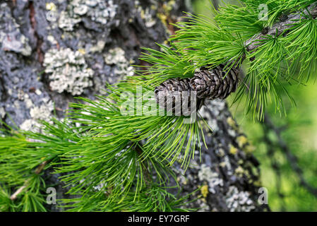 Europäische Lärche (Larix Decidua) Nahaufnahme von Nadeln und Zapfen Stockfoto