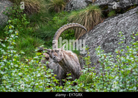 Männlichen Steinböcke (Capra Ibex) kratzen Fell auf den juckenden Hintern mit massiven Horn in den Alpen im Frühjahr Stockfoto