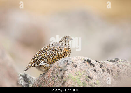 Weibliche Ptarmigan saß zwischen den Felsen In den Cairngorms National Park Highland-Schottland. Stockfoto