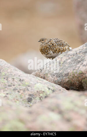 Weibliche Ptarmigan saß zwischen den Felsen In den Cairngorms National Park Highland-Schottland. Stockfoto