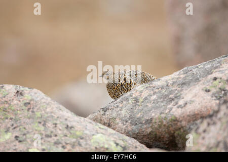 Weibliche Ptarmigan saß zwischen den Felsen In den Cairngorms National Park Highland-Schottland. Stockfoto