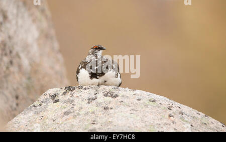 Männliche Ptarmigan saß zwischen den Felsen In den Cairngorms National Park Highland-Schottland. Stockfoto