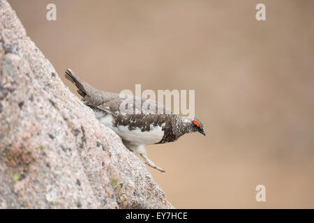 Männliche Ptarmigan zu Fuß zwischen den Felsen In den Cairngorms National Park Highland-Schottland. Stockfoto