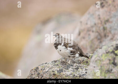 Männliche Ptarmigan stand zwischen den Felsen In den Cairngorms National Park Highland-Schottland. Stockfoto