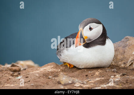 Papageitaucher (Fratercula Arctica) saß am Docht, Skomer Island, Pembrokeshire Stockfoto