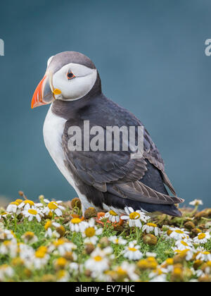 Papageitaucher (Fratercula Arctica) stand unter Blumen am Docht, Skomer Island, Pembrokeshire Stockfoto